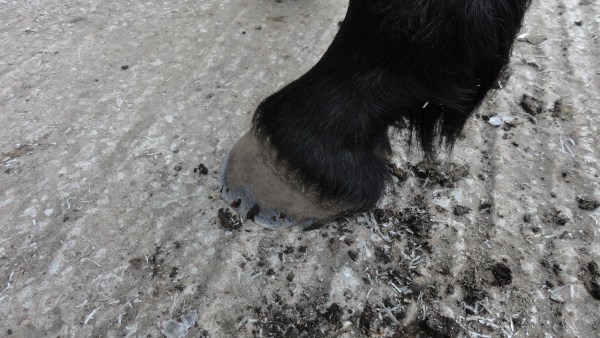 Foot with old shoe removed, and trimmed ready to be re-shod