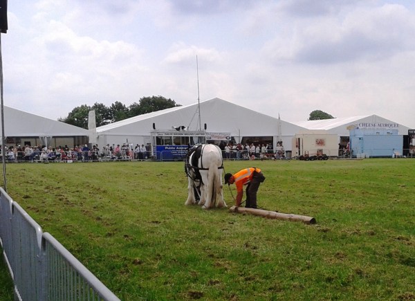 Logging demonstration in the Shire horse ring