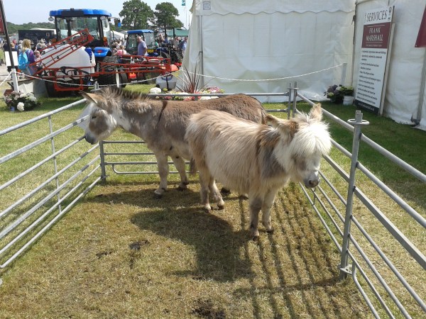 Donkeys at the Frank Marshall stand